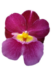 Orchid Majesty: Magenta and Amber Elegance