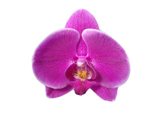 Fototapeta na wymiar Pojedyncze Purple Orchid w izolacji