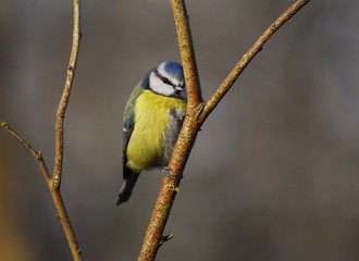 Bashful Blue Tit 