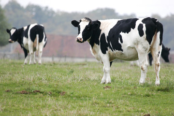Single Dairy Cows