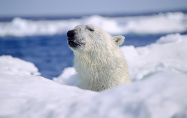 Polar bear in ice floe