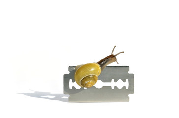 Careful snail