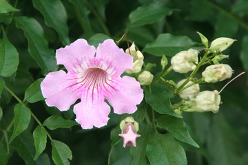 Blume