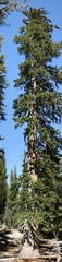 Fototapeta na wymiar Sequoia (sekwoje olbrzymie)