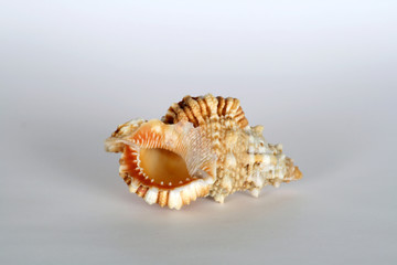 Macro of brown and white sea shell