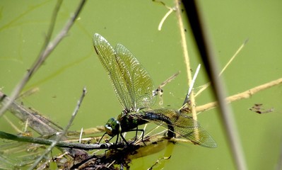 libelula