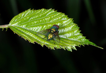 Close up of a fly over leaf