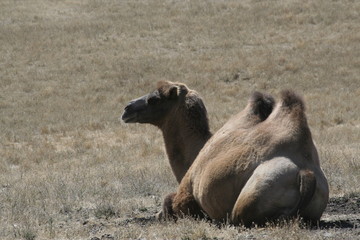 Resting Camel