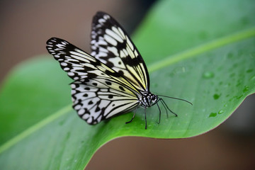 butterfly resting on a leaf