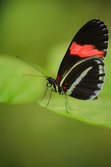 butterfly resting on a leaf