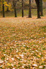 Autumn colors in forest