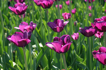 tulips background 