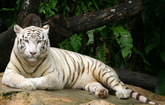 78,078 BEST White Tigers IMAGES, STOCK PHOTOS & VECTORS | Adobe Stock