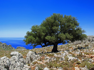 Green tree near the see in Greece