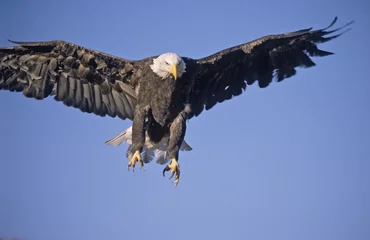 Crédence de cuisine en verre imprimé Aigle Bald eagle landing