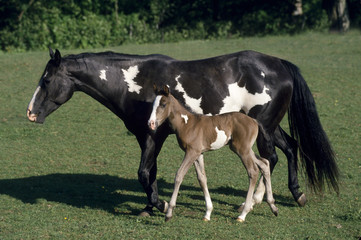 American paint horse filly and colt