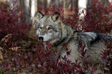 Portrait de loup gris
