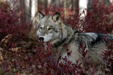 Afwasbaar Fotobehang Wolf Grijze wolf portret