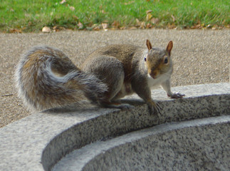 Naklejka premium Ecureuil à Londres