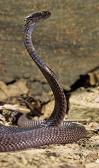 Snake-Pakastani cobra