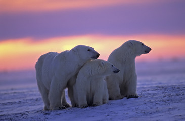 IJsbeer met haar welpen in Canadese Arctische zonsondergang