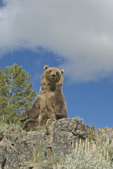 Grizzly bear on Montana ridge