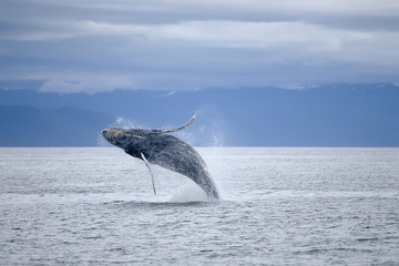 Humpback whale breach © outdoorsman