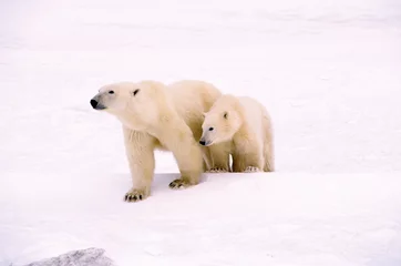 Crédence de cuisine en verre imprimé Ours polaire Polar bear with her cub