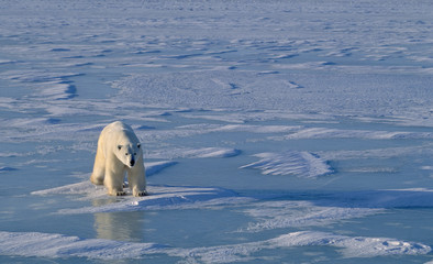 Ours polaire sur la glace de la baie d& 39 Hudson