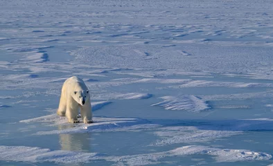 Crédence de cuisine en verre imprimé Ours polaire Ours polaire sur la glace de la baie d& 39 Hudson