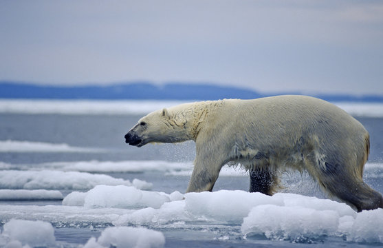 Polar bear crossing ice flow