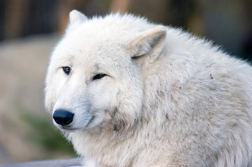 Polarwolf 4