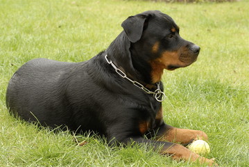 chien dans l'herbe