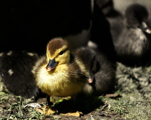 baby duck