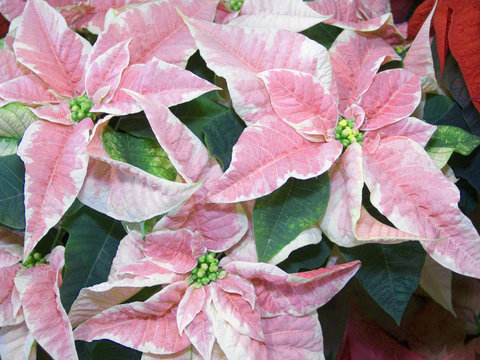 Pink Poinsetta
