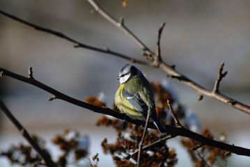 Blue tit on the tree branch