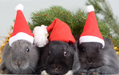 three bunny in santa hat and a christmas tree
