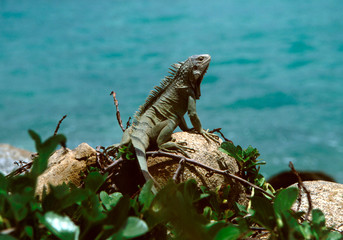 Leguan in der Karibik