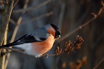 bullfinch having a lunch