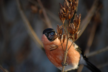 bullfinch having a lunch