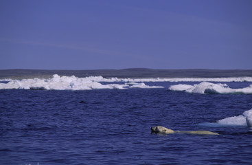 Naklejka premium Polar bear swimming. Arctic circle Canada.
