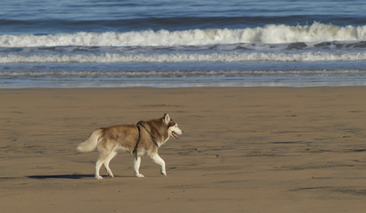 Fototapeta na wymiar Perro en la playa
