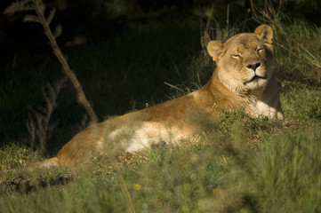 Lionness asleep