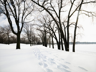 Snow covered trail.