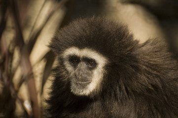 White Handed Gibbon