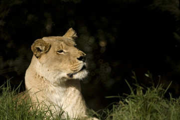 Lioness