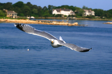Flying seagull