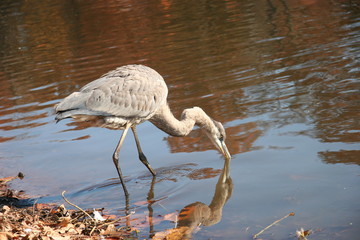 GREAT BLUE HERON REFLECTION
