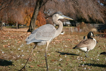 great blue heron in the fall