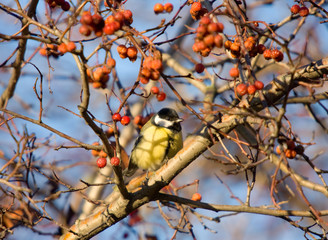 Titmouse
